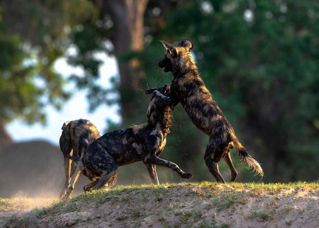 Three Wild Dog's playing in the wild