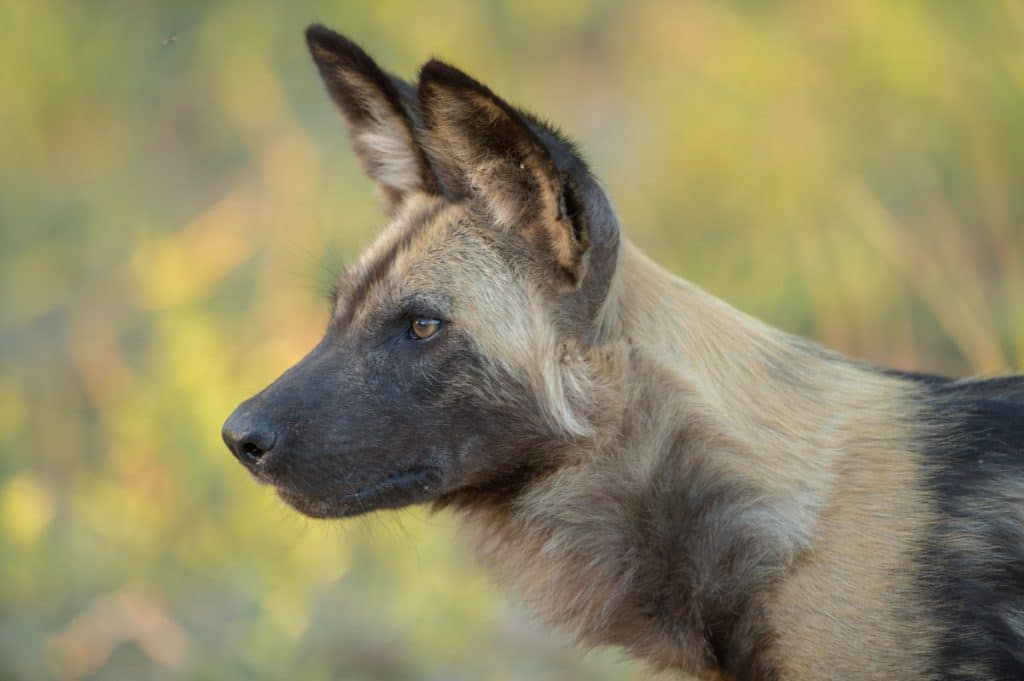 African Wild Dog