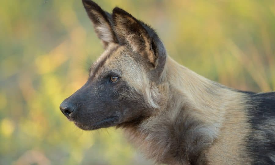 A close up head shot of an African Wild Dog