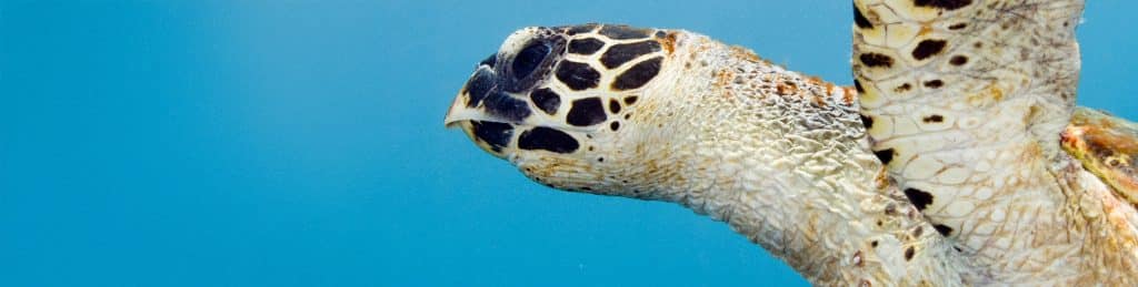 Turtle Trail Partners and Sponsor Logos