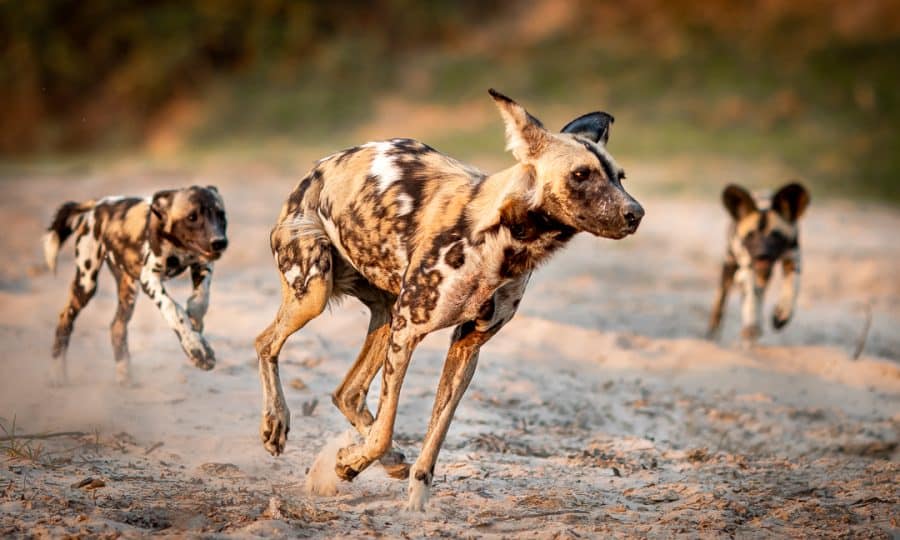 Wild dogs Zambia safari