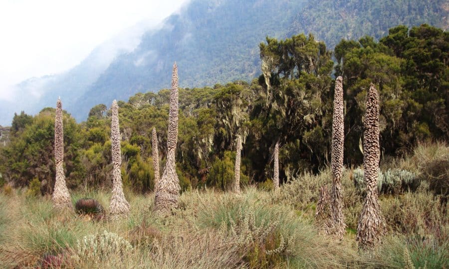 Rwenzori Giant Lobelia