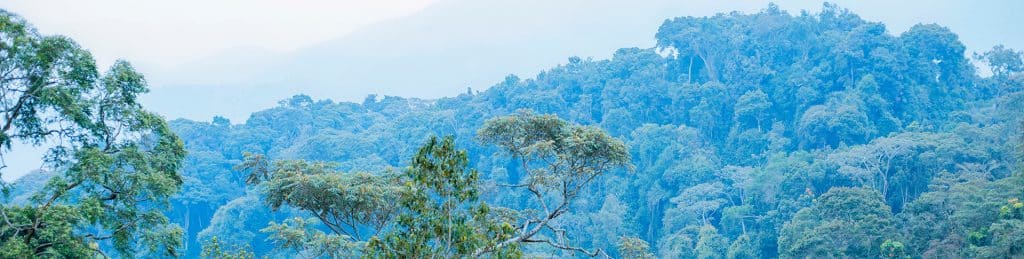 Nyungwe National Park