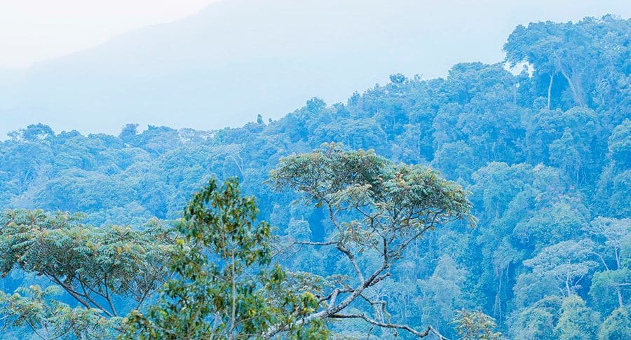 Nyungwe National Park