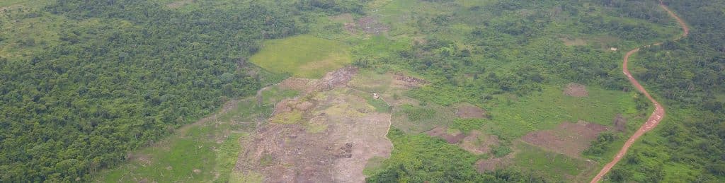 SW Niger Delta Forest