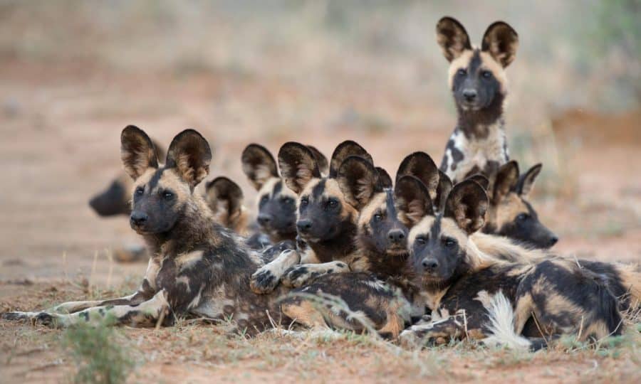 Tusk Trust - Botswana Predator Conservation Trust Wilddogs Madikwe1_Fotor copy