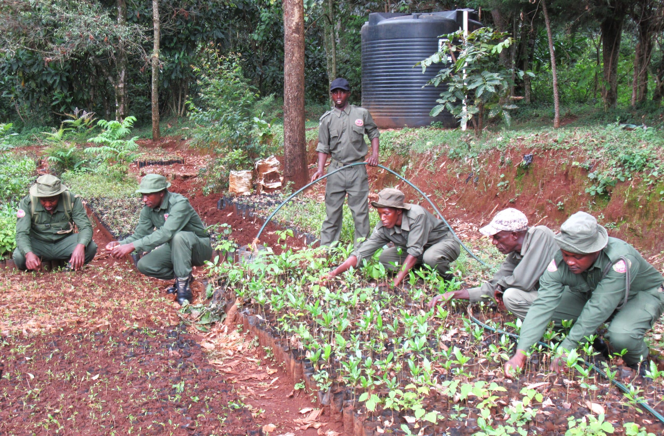 BSP Rangers attending to a community tree nursery.