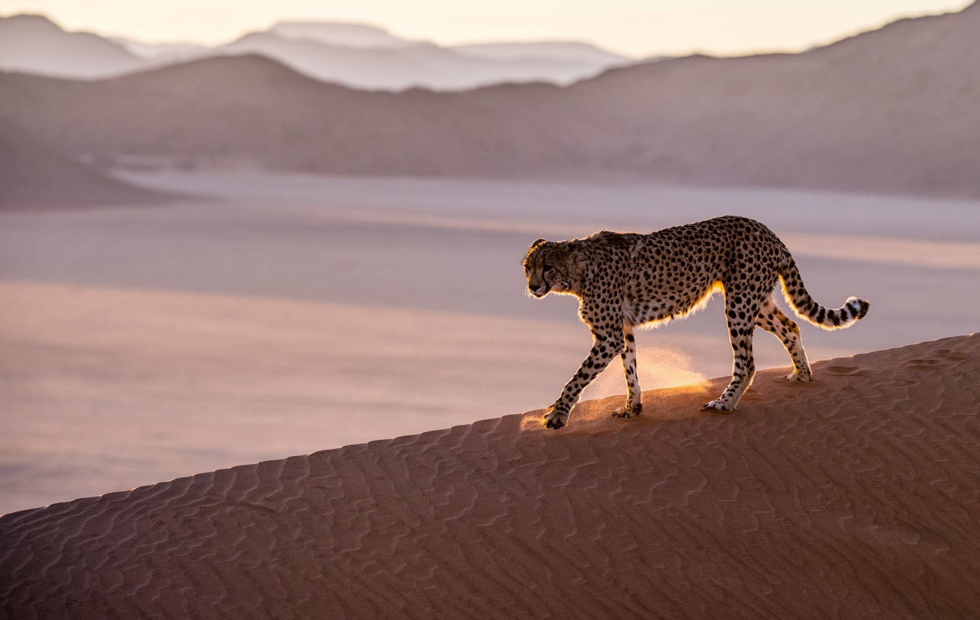 Cheetah © David Yarrow