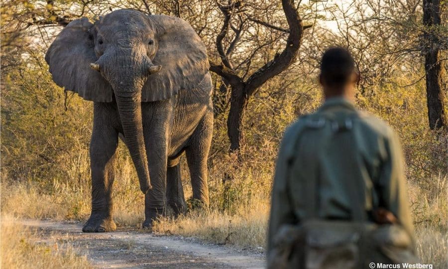 Large elephant and wildlife ranger