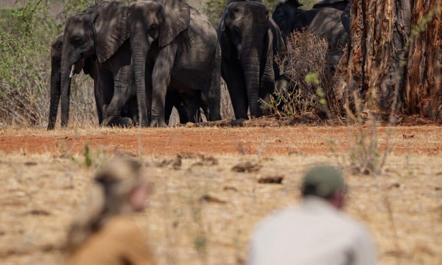 Elephants on Safari Tanzania