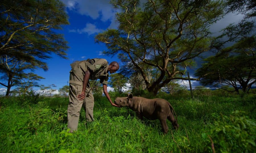 Lewa Wildlife Conservancy rescued rhino by Martin Buzora