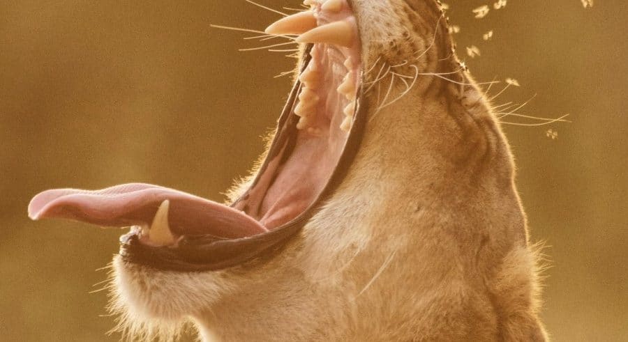 Lioness yawning Tanzania