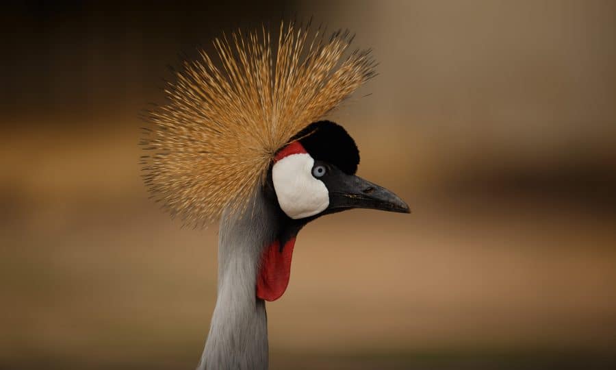 Crowned Crane