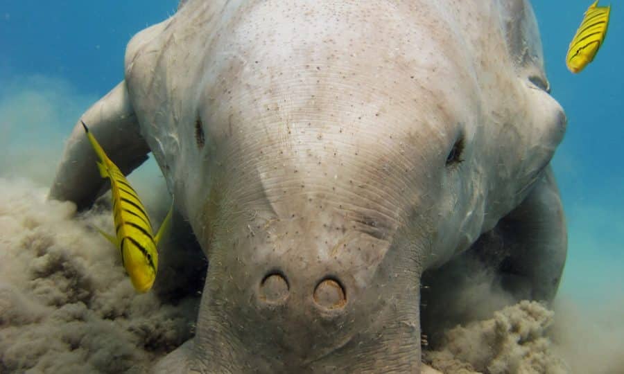 A sea cow (Dugong, Sirenian) feeding on seagrass