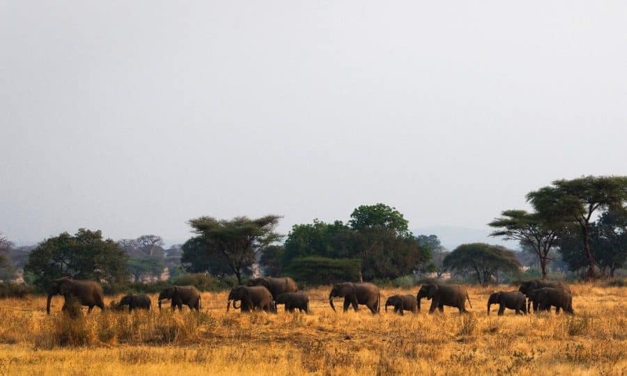 Elephant of Ruaha - Nomad