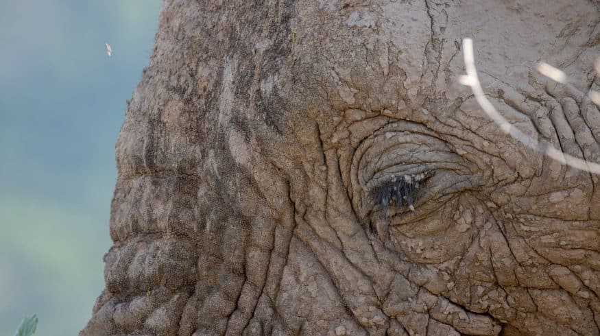 Is There an Increased Surge in Elephant Poaching?