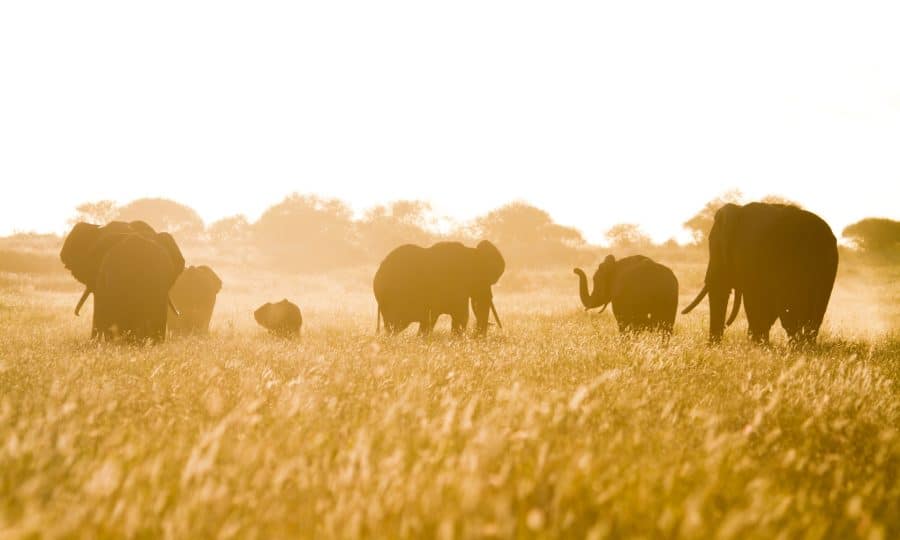 Elephants Atmospheric © Jeremy-Goss