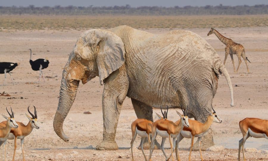 elephant_namibia