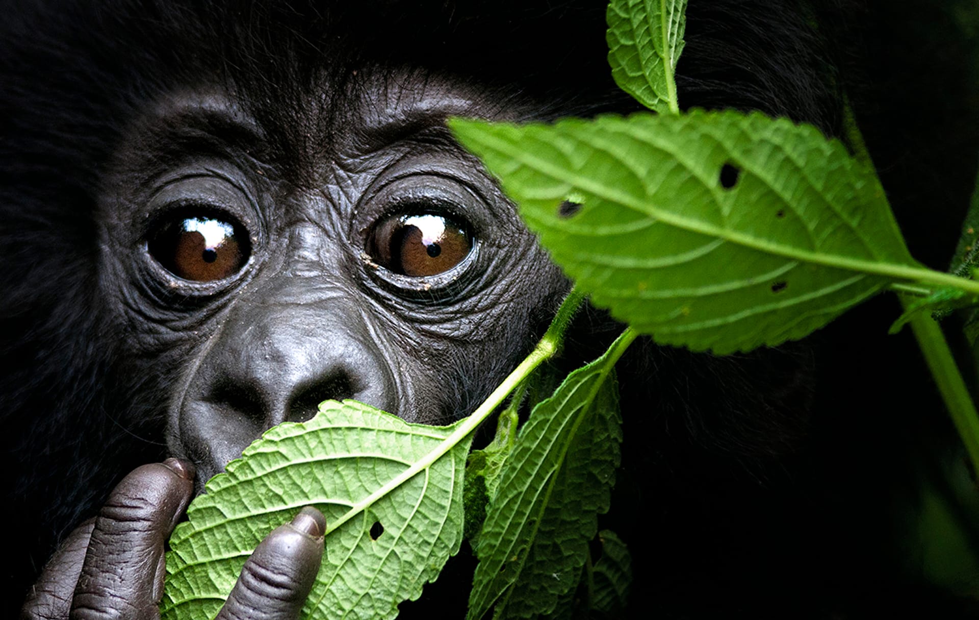 Green Leaf Gorilla © David Yarrow