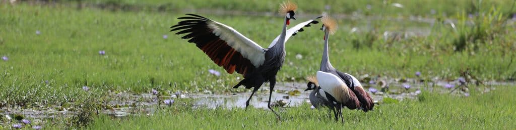 Grey Crowned Cranes