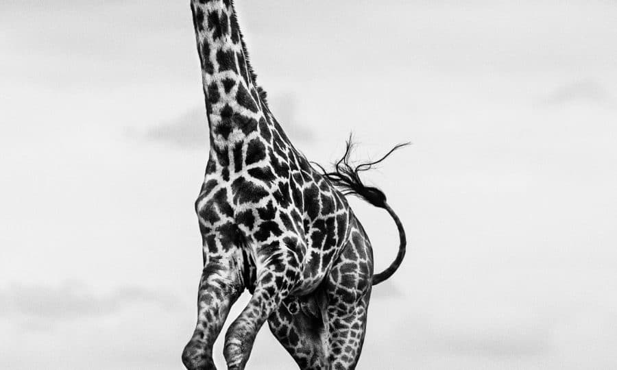 Hoof It © David Yarrow