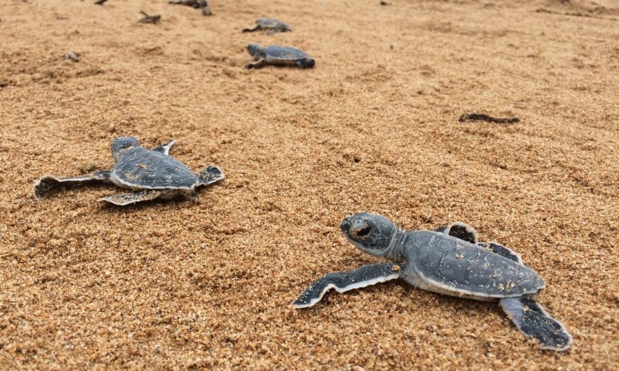 Green Turtle Hatchlings