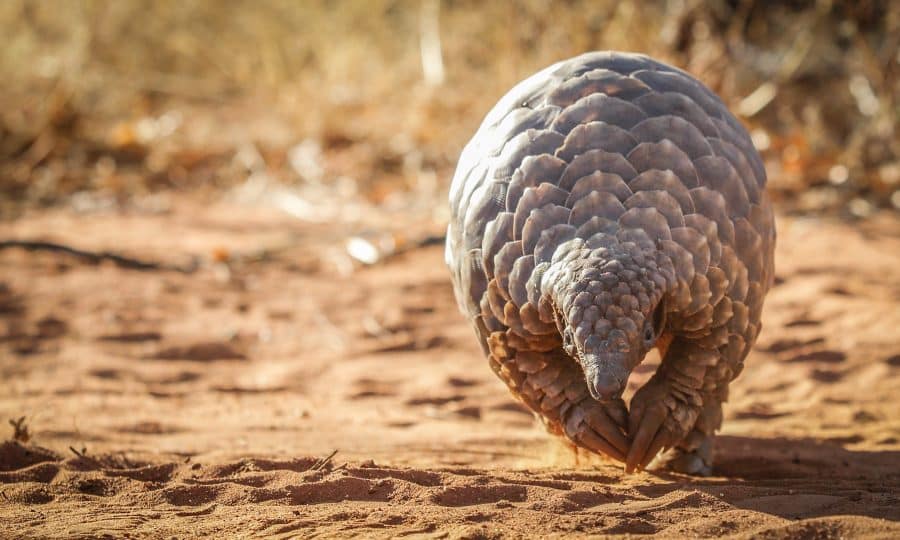 Pangolin