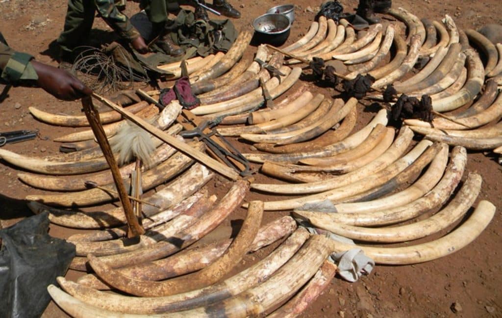 Tusk Welcomes UK Ban On Ivory Sales
