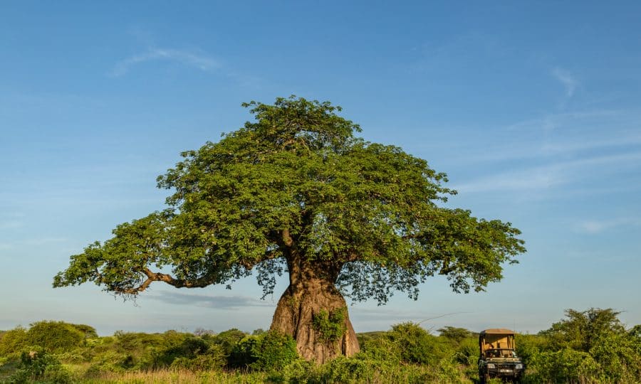 Jongomero - baobab &amp; car