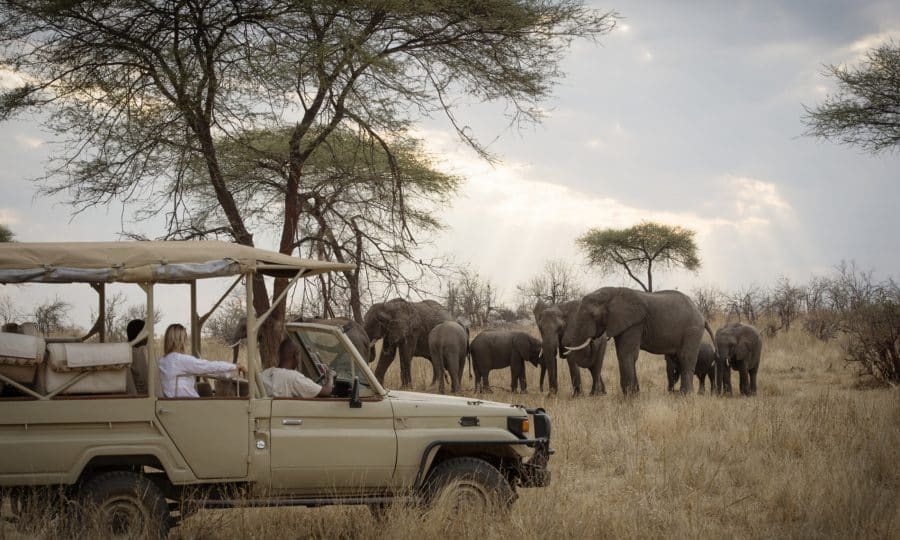 Safari Kigelia elephants
