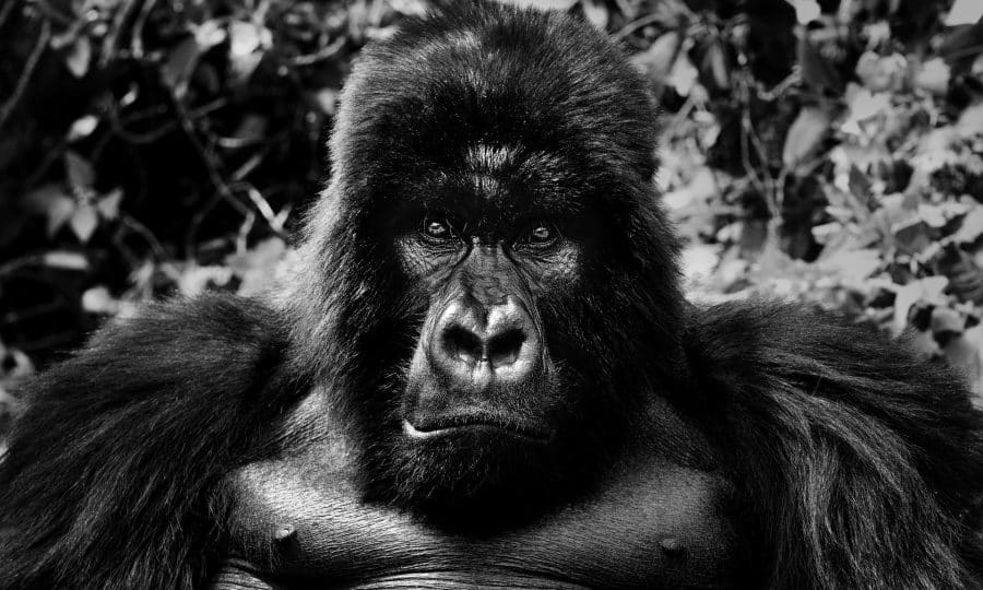 King Kong © David Yarrow