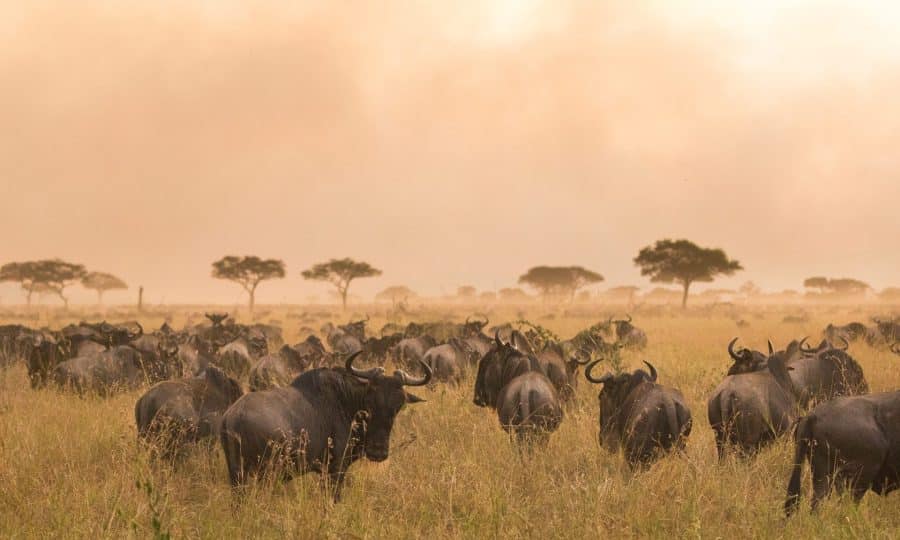 Wilderbeest in Serengeti