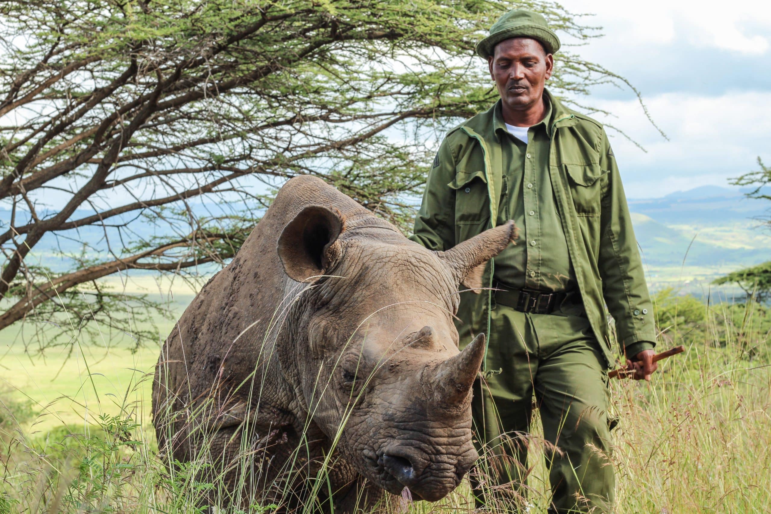 Kitui the Rhino &amp; Aidan @ Lewa Wildlife Conservancy