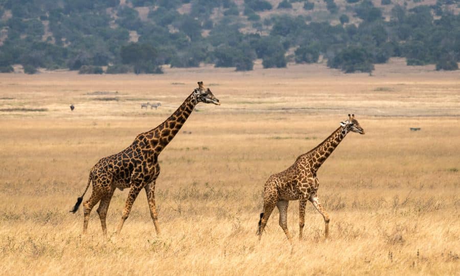 Giraffes in Rwanda