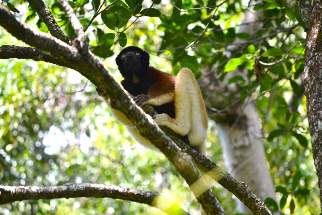 Conservation Heroes – Saving the Sifaka
