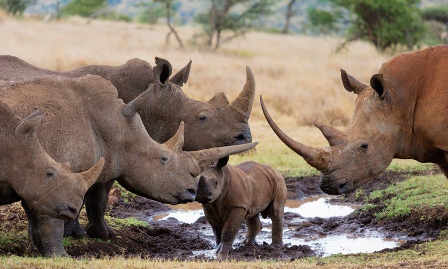 Rhino Family, Credit: Martin Harvey