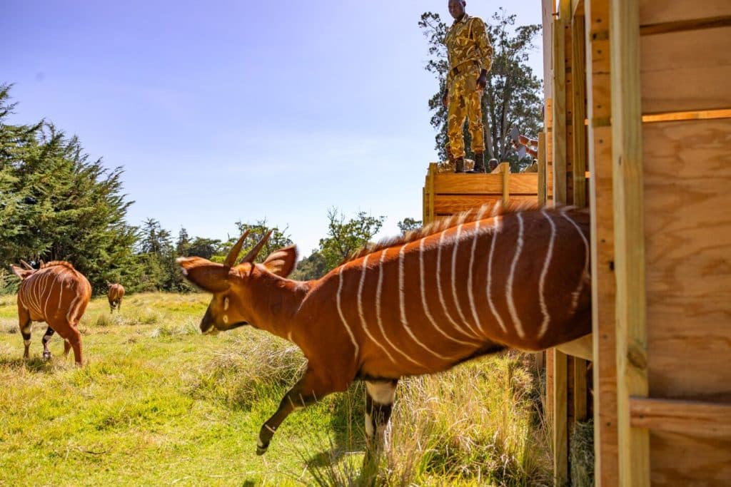 The Historic Return of Mountain Bongo to the Slopes of Mount Kenya