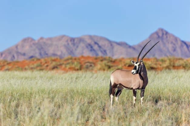 NamibRand Oryx