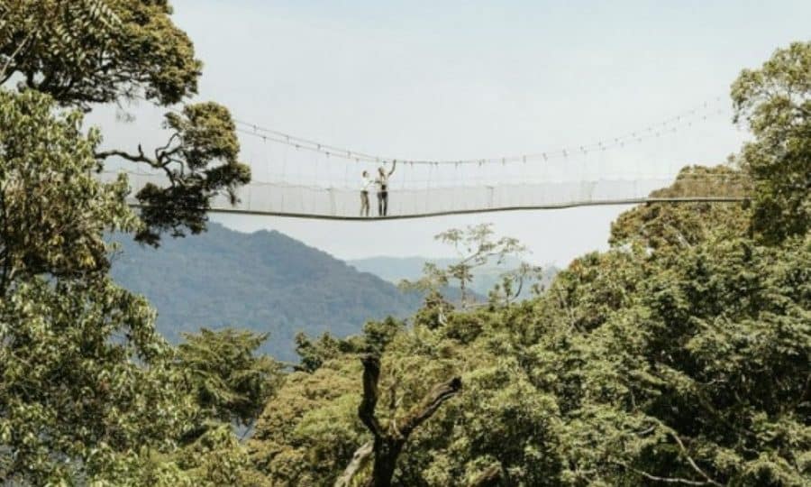 Nyungwe canopy walk