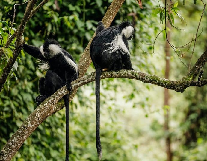 Monkey trek Rwanda