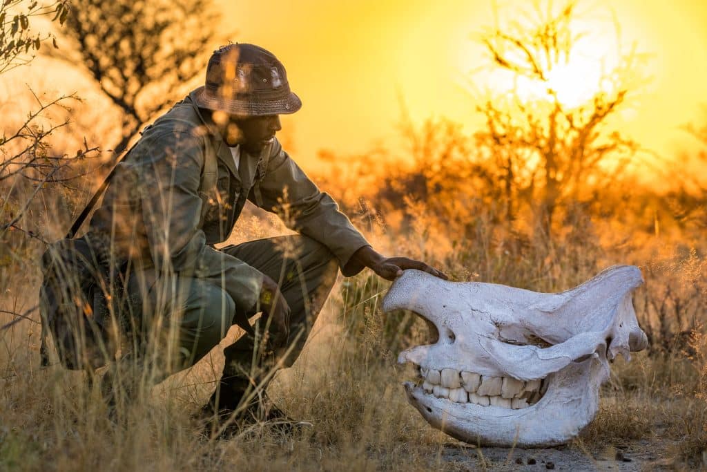 Protecting Rangers to Protect Wildlife – Whitepaper Released