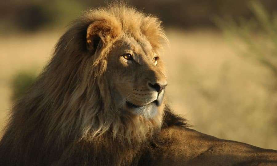 Lion-Kenya