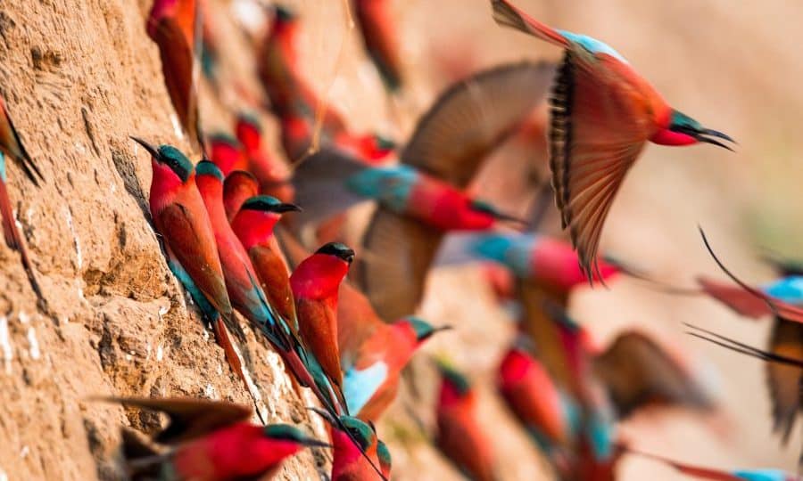 Colourful birds Zambia