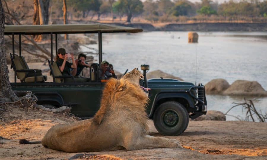 Lion yawning safari Zambia