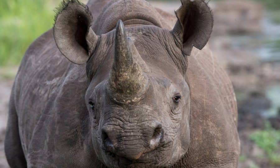 Rhino in Zimbabwe