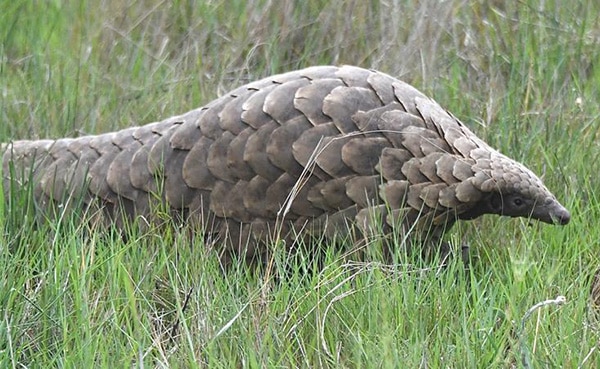 Bhejane Trust - Pangolin