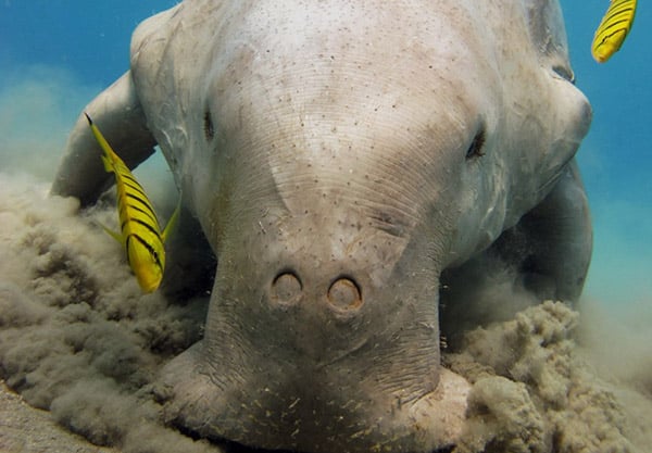 Dugong