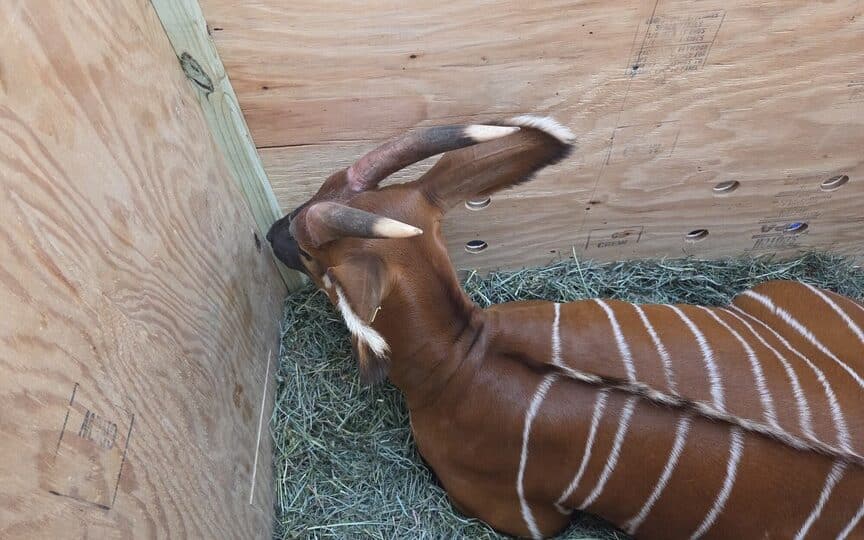 Mountain Bongo Translocation 2025