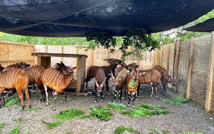 Mountain Bongo Translocation 2025