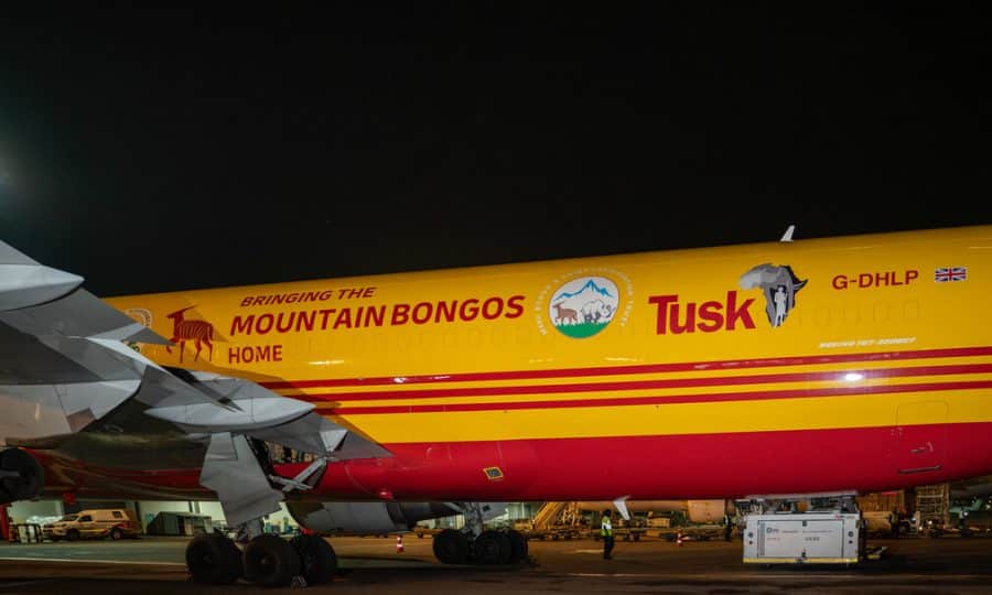 Mountain Bongo Translocation 2025